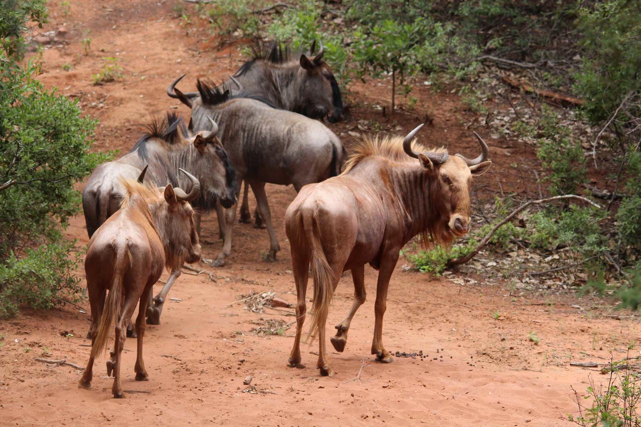 Fumani Game Lodge Modimolle Dış mekan fotoğraf